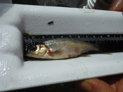 Richardsonius balteatus