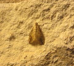 Evergestis rimosalis