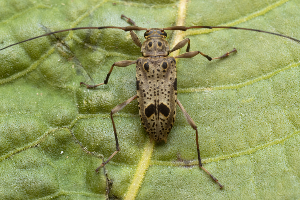 Anisopodus flavomarginatus