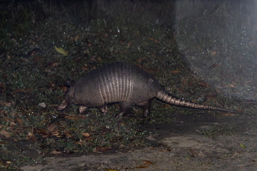 West Andean Long-nosed Armadillo, Puntarenas Province, Monteverde, Costa Rica, photo 8 of 10