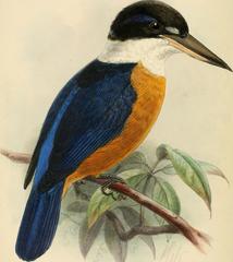 Vanuatu Kingfisher photo 2
