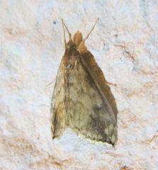 Evergestis rimosalis
