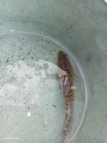 Channa striata