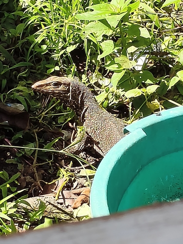 Clouded Monitor