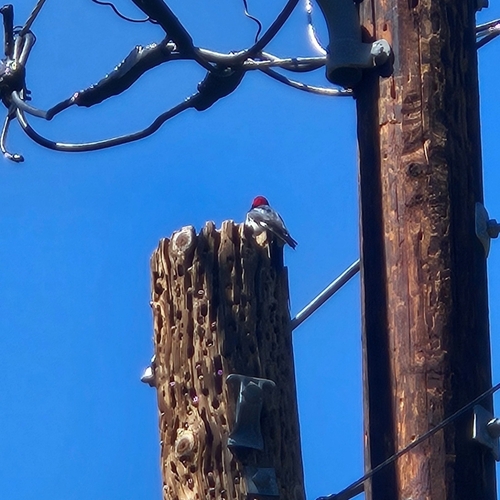 Acorn Woodpecker observed by zhenx