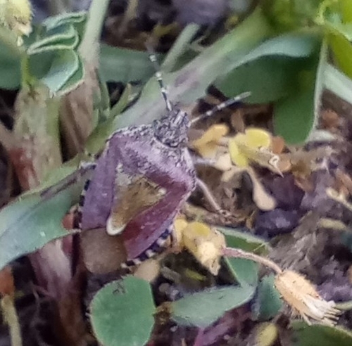 Sloe Bug