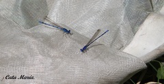 Argia tarascana