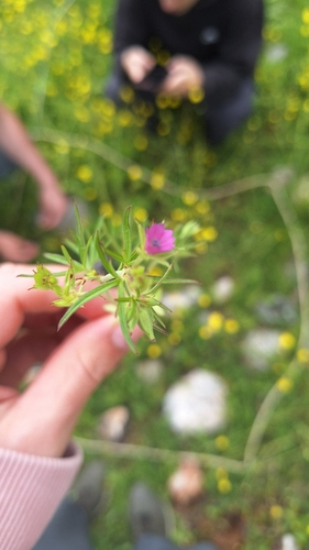 Cut-leaved crane's-bill