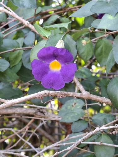 Bush Thunbergia