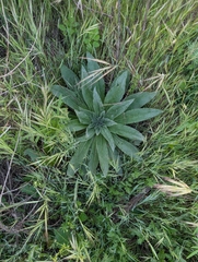 Echium boissieri, photograph author not stated, no rights reserved