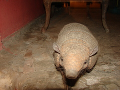 Euphractus sexcinctus