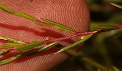 Coleonema juniperinum