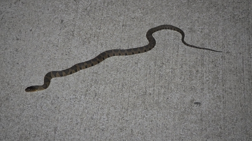Common Watersnake observed by brett51843