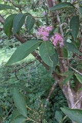 Callicarpa tikusikensis