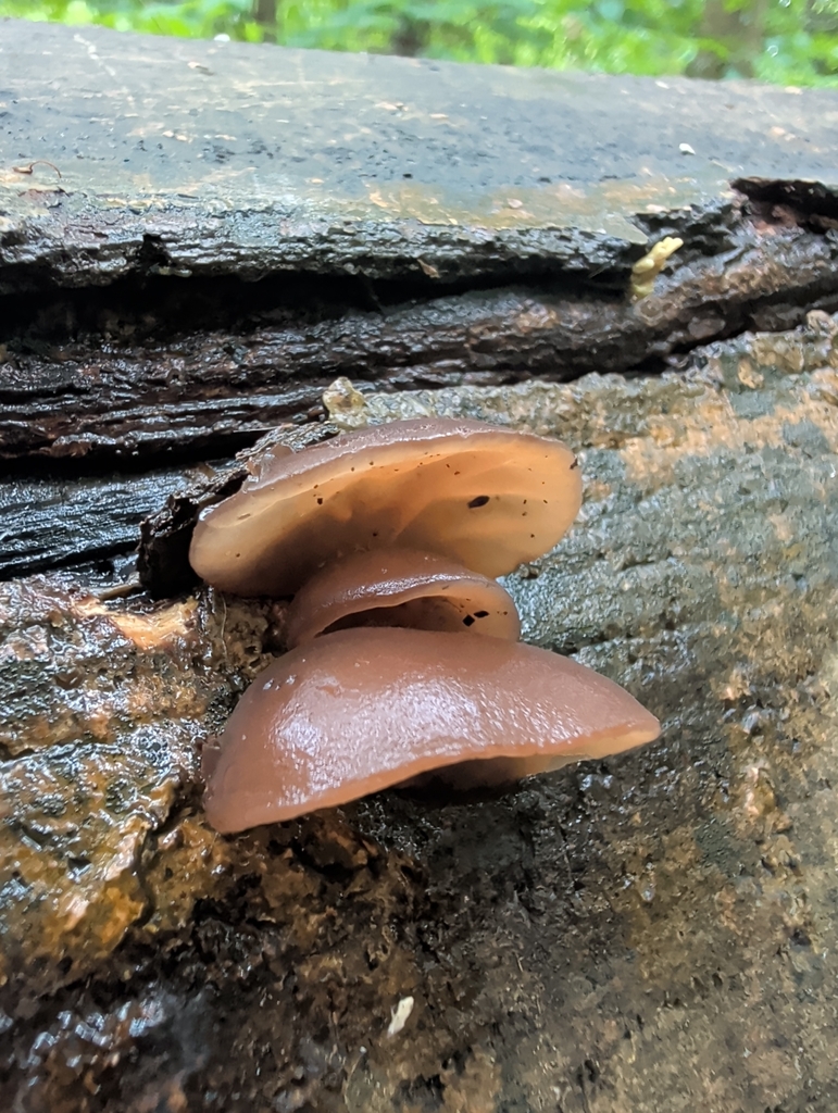 Auricularia auricula-judae · May 2026 · photo: © vincent_b (iNaturalist, cc-by)
