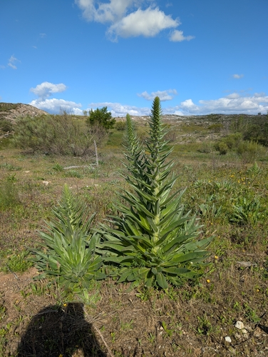 Echium boissieri