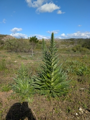 Echium boissieri