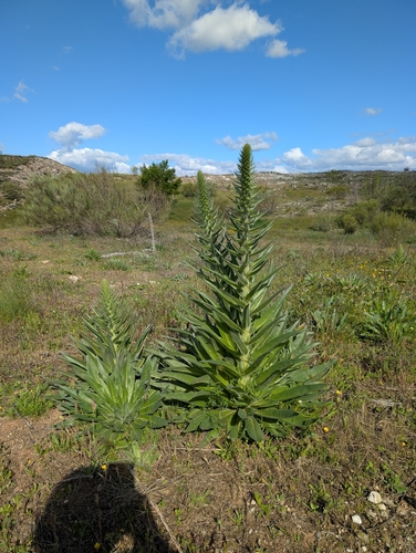 Echium boissieri, photograph 2