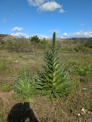 Echium boissieri, photograph author not stated, no rights reserved