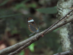 Dismorphia theucharila fortunata