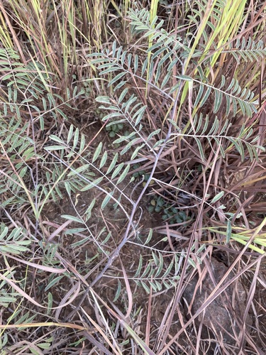 Indigofera pratensis, 2026-05-14