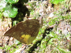 Lieinix nemesis atthis