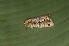 Biocellata alfarae