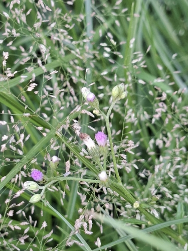 little ironweed
