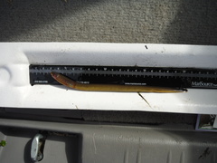 Lampetra richardsoni