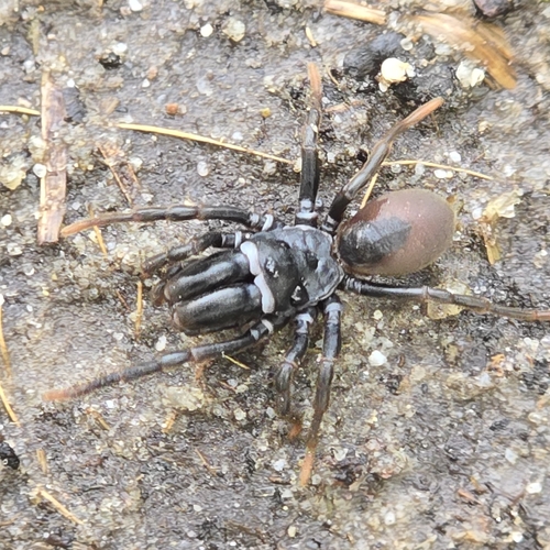 Purseweb Spider, Tilburg, Bleukbosweg, 5036 NA Tilburg, Nederland, photo 5 of 10