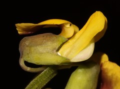 Wiborgiella inflata