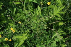 Thalictrum squarrosum