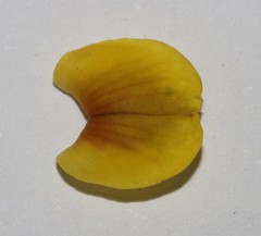Wiborgiella inflata