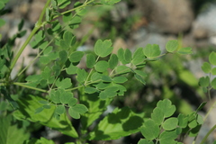 Thalictrum squarrosum