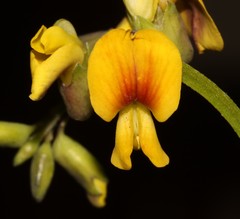 Wiborgiella inflata