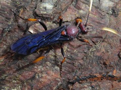 Ichneumon centrator