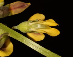Wiborgiella inflata
