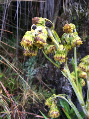 Senecio comosus