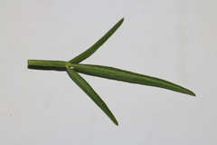 Wiborgiella inflata