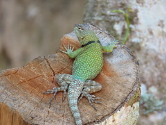 Sceloporus smaragdinus