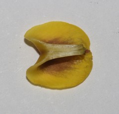 Wiborgiella inflata