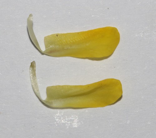 Image of Wiborgiella inflata by (c) Brian du Preez, some rights reserved (CC BY-SA)