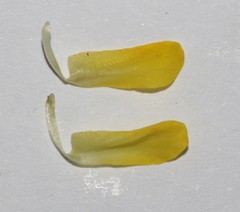Wiborgiella inflata