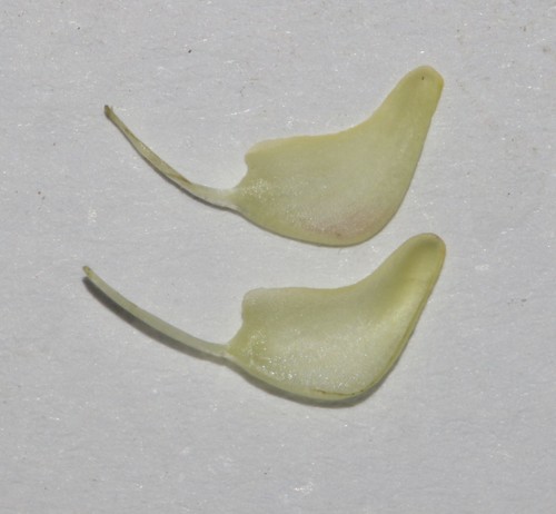 Image of Wiborgiella inflata by (c) Brian du Preez, some rights reserved (CC BY-SA)