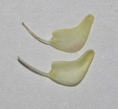 Wiborgiella inflata