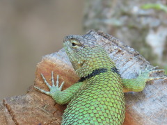 Sceloporus smaragdinus