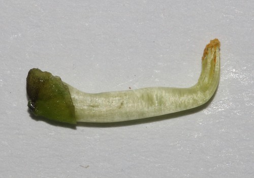 Image of Wiborgiella inflata by (c) Brian du Preez, some rights reserved (CC BY-SA)
