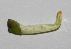 Wiborgiella inflata