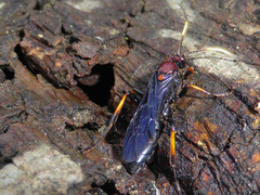 Ichneumon centrator