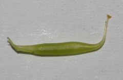 Wiborgiella inflata
